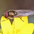 Platycheirus albimanus, male, hoverfly,Alan Prowse
